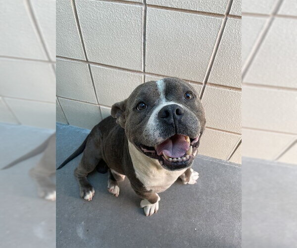 Medium Photo #1 American Bulldog-Unknown Mix Puppy For Sale in Corpus Christi, TX, USA