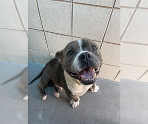American Bulldog-Unknown Mix Dogs for adoption in Corpus Christi, TX, USA