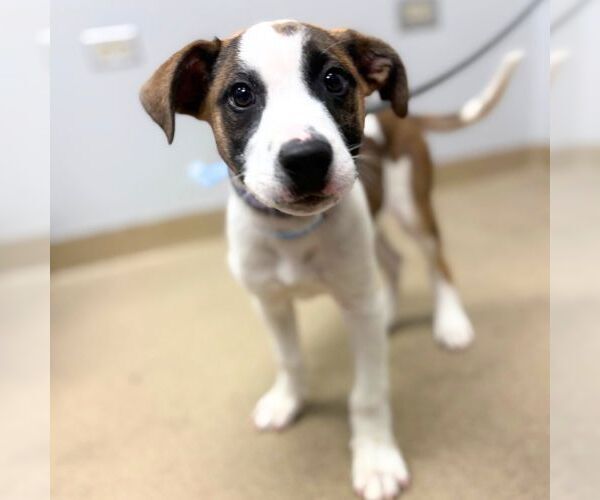 Medium Photo #1 Black Mouth Cur-Unknown Mix Puppy For Sale in Aurora, CO, USA
