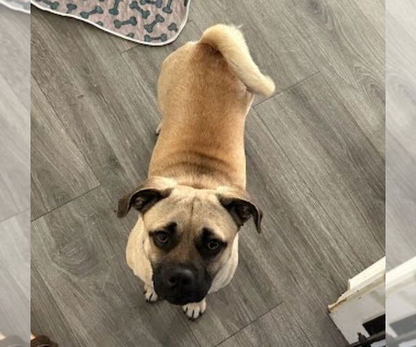 Medium Photo #1 Puggle Puppy For Sale in Lakewood, CO, USA