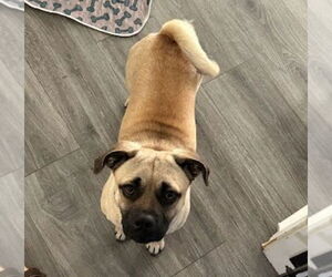 Puggle Dogs for adoption in Lakewood, CO, USA