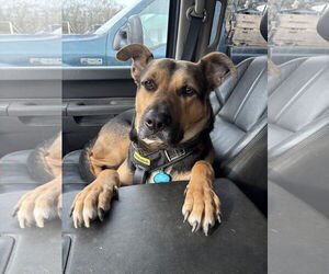 Mutt Dogs for adoption in Woodbury, NY, USA