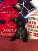 Small Photo #2 French Bulldog Puppy For Sale in PURDY, MO, USA