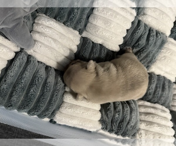Medium Photo #5 French Bulldog Puppy For Sale in OPP, AL, USA