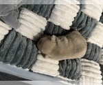 Small #4 French Bulldog