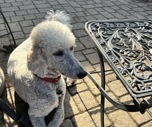 Medium Photo #1 Poodle (Standard) Puppy For Sale in WINFIELD, IL, USA