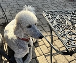 Small Photo #1 Poodle (Standard) Puppy For Sale in WINFIELD, IL, USA