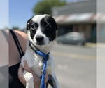 Small #1 Mutt