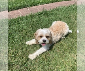 Cavalier King Charles Spaniel-Poodle (Standard) Mix Puppy for sale in WALDORF, MD, USA
