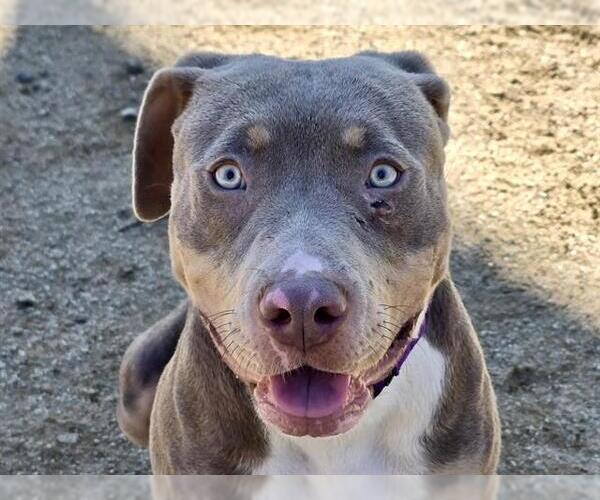 Medium Photo #1 Mutt Puppy For Sale in Martinez, CA, USA