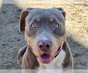 Mutt Dogs for adoption in Martinez, CA, USA