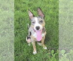 Small #3 Catahoula Leopard Dog Mix
