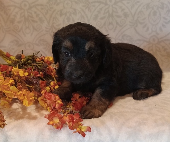 Medium Photo #1 Aussiedoodle Toy Puppy For Sale in MILFORD, IN, USA