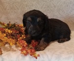 Puppy 7 Aussiedoodle Toy
