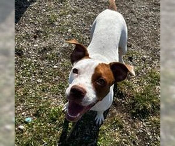 Medium Photo #3 American Pit Bull Terrier Puppy For Sale in Corning, AR, USA