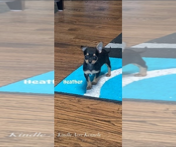 Medium Photo #1 ShiChi Puppy For Sale in CISCO, TX, USA