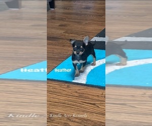 ShiChi Puppy for sale in CISCO, TX, USA