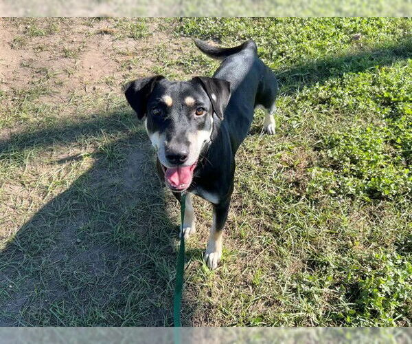 Medium Photo #1 American Pit Bull Terrier-Unknown Mix Puppy For Sale in Ocala, FL, USA