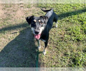 American Pit Bull Terrier-Unknown Mix Dogs for adoption in Ocala, FL, USA