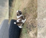 Small Photo #62 Shih Tzu Puppy For Sale in VENETA, OR, USA