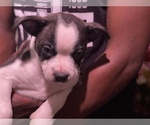 Small Photo #9 Boston Terrier-Collie Mix Puppy For Sale in COLUMBUS, OH, USA
