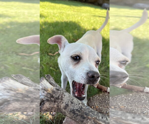 Medium Photo #3 Chihuahua-Unknown Mix Puppy For Sale in New London, WI, USA