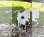 Small #2 Chihuahua Mix