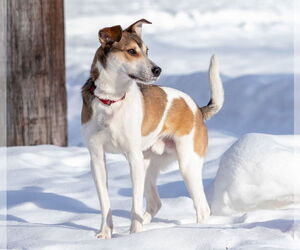 Mutt Dogs for adoption in Princeton, MN, USA