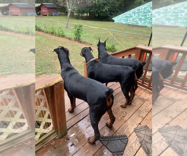 Medium Photo #1 Doberman Pinscher Puppy For Sale in SUMMERFIELD, NC, USA