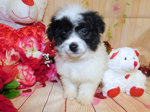 Medium Photo #2 Zuchon Puppy For Sale in HAMMOND, IN, USA