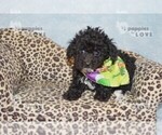 Small #6 Poodle (Toy)