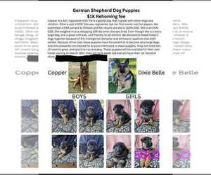 German Shepherd Dog Litter for sale in LUFKIN, TX, USA