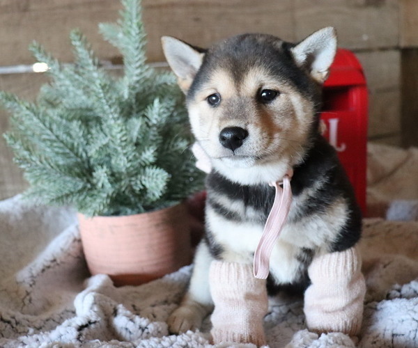Medium Photo #3 Shiba Inu Puppy For Sale in HONEY BROOK, PA, USA