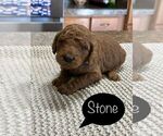 Small Photo #6 Poodle (Standard) Puppy For Sale in GARY, TX, USA