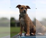 Small #1 Mutt