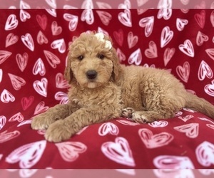 Goldendoodle Puppy for sale in LAKELAND, FL, USA