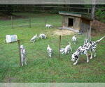 Small Photo #2 Dalmatian Puppy For Sale in MYRTLE BEACH, SC, USA