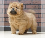 Small #2 Chow Chow