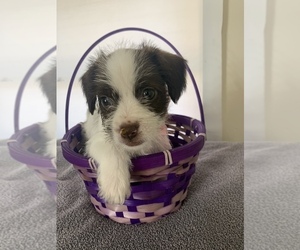 ShiChi Puppy for sale in PHOENIX, AZ, USA