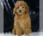 Small #5 Poodle (Toy)