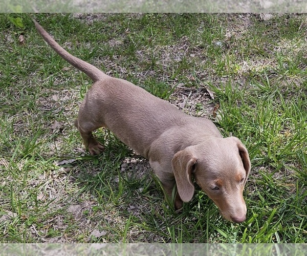 Medium Photo #9 Dachshund Puppy For Sale in CLARK, MO, USA