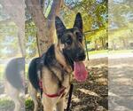 Small #1 German Shepherd Dog