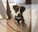 Small Jack Chi