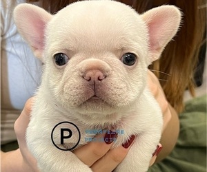 French Bulldog Puppy for Sale in BREA, California USA