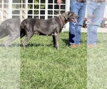 Small Photo #1 Labrador Retriever Puppy For Sale in NEOLA, WV, USA