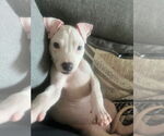 Small American Pit Bull Terrier Mix