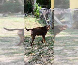 Labrador Retriever-Unknown Mix Dogs for adoption in San Antonio, TX, USA