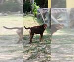 Small Labrador Retriever Mix
