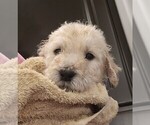 Small #18 Goldendoodle