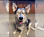 Small #3 Australian Shepherd Mix